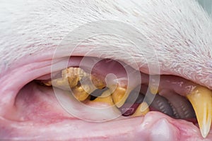 Cat teeth with tartar and gum retraction