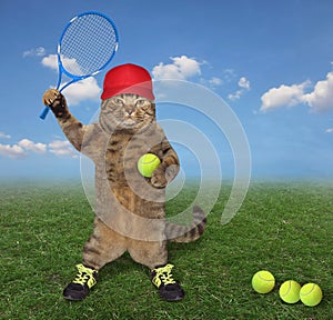 Cat on the tennis court