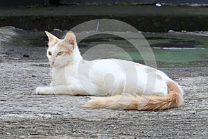 A cat with a tense expression with white and orange colored fur on the street of a residential complex. Wild stray cat in the city