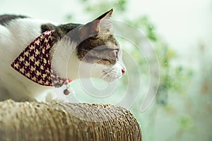 Cat, Thai breed, sleeping on a cardboard box, sharpening claws, in a happy posture, and trusting, beside the mirror.