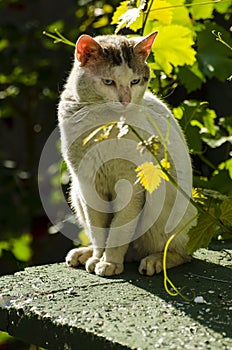 The cat is thinking about the plant photo