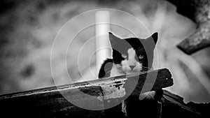 Cat thinking what his next meal will be photo