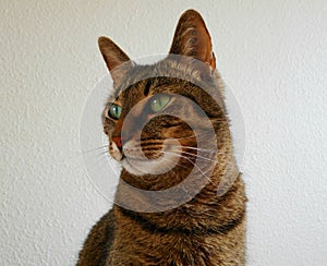 Cat thinks sheÃ¢â¬â¢s a queen