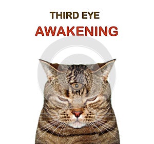 Cat with third eye 4