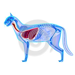 Cat Thorax / Lungs Anatomy - Felis Catus Anatomy photo