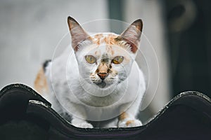 A cat with three colored stripes is staring at the roof.