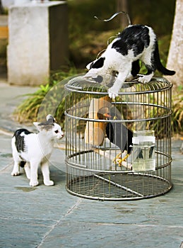 The cat and the thrush