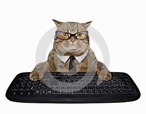 Cat in a tie with computer keyboard