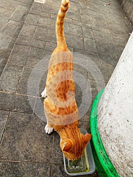 A cat with tiger fur pattern