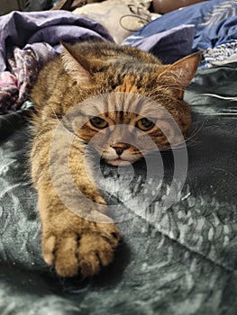 Cat Tigra photo
