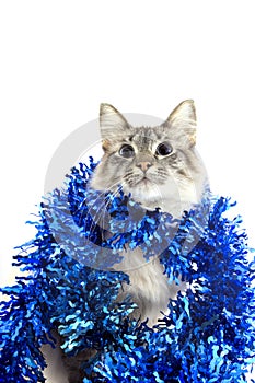 Cat with tinsel isolated on white background