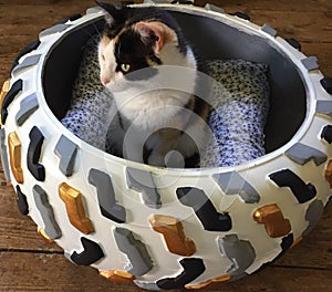 Cat in tire