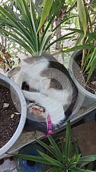 Cat tired plant pandanus catty catwomen catcute photo
