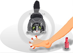Cat and toenails photo