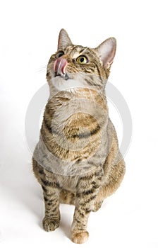 Cat with tongue