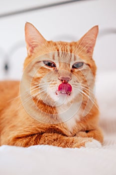 Cat tongue licking his nose