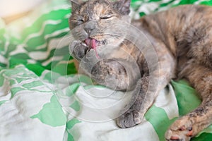 Cat tongue licks a paw, washes . hygiene of Pets . portrait of a large cat . grooming