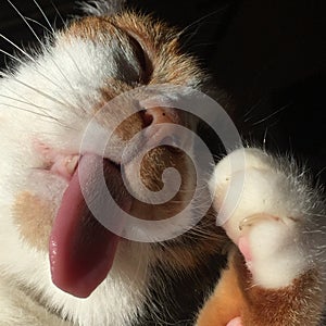 Cat with tongue out