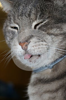 Cat with Tongue out