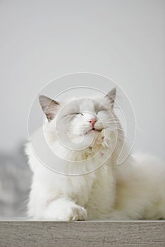 Cat toothache. Ragdoll in pain photo
