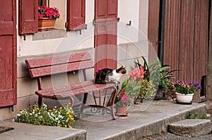 Cat on top of a bench, in Saint-Gervais-Les-Bains/Le Fayet photo