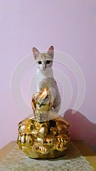 Cat in top of gold turtle photo
