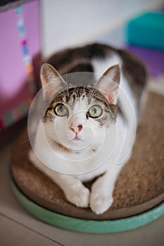 Cat on top of scratching post looking up