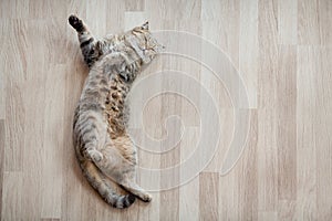 Cat top view lying on parquet floor