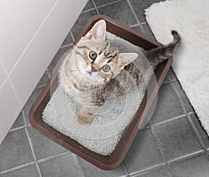 Cat top view sitting in litter box on bathroom floor photo