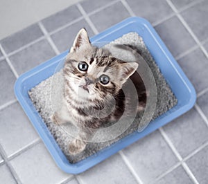 Cat top view sitting in litter box on bathroom floor