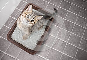 Cat top view sitting in litter box with sand on bathroom floor photo