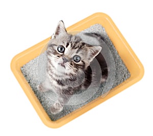 Cat top view sitting in yellow litter box isolated