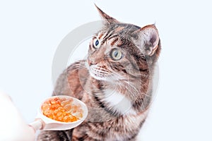 Cat tortoiseshell color looks with perplexity on a spoonful of red caviar