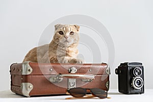 Cat tourist on the vintage suitcase with camera and sunglasses. Travel, vacation concept. Copy space