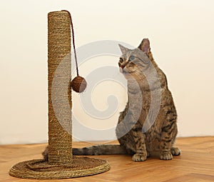 Cat with toy