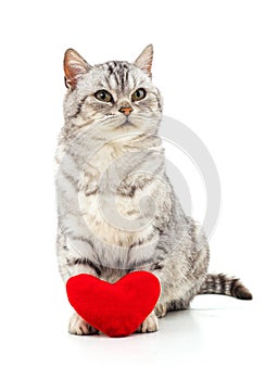 Cat with toy heart