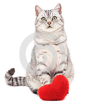 Cat with toy heart.