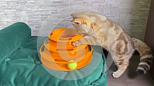 Cat toy. Llittle red ginger striped kitten playing with cat toy on green cat bed. Cat catching balls.