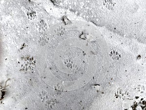 Cat tracks on the first snow. Snow grains on the ground