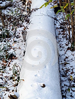 Cat tracks up on surface of the first snow