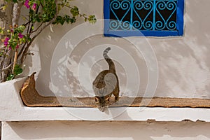 Cat on a traditional, bleached, stone bench in the street of Houmt Souk, Djerba, Tunisie photo