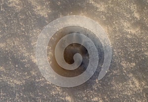 Cat trail on the snow surface