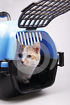 Cat in transport box