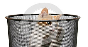 Cat in trash