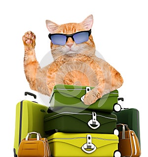 Cat traveler.