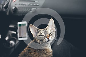 Cat is traveling in a car. Devon rex cat is sitting on a lap and traveling in a car. Cat is feeling safe and comfortable