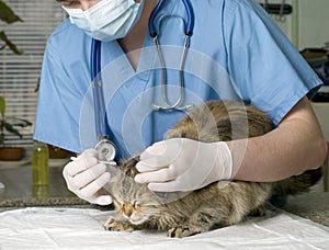 cat treated by veterinarian