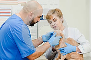 Cat treatment in clinic