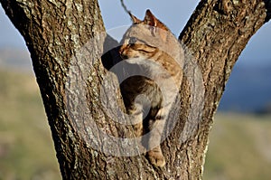 The cat on the tree