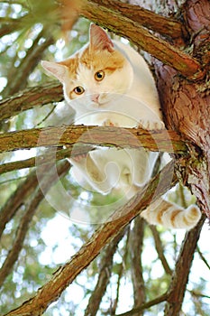 Cat on tree